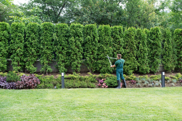 Best Lawn Disease Treatment  in Lindstrom, MN