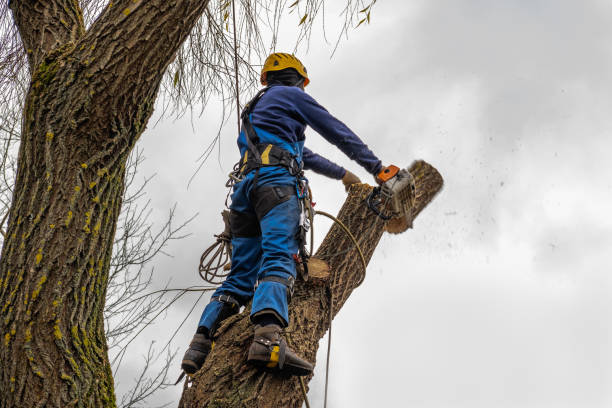 Best Commercial Tree Services  in Lindstrom, MN