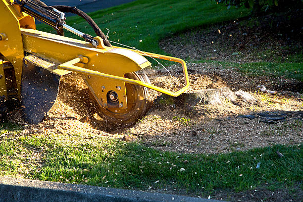 Best Seasonal Cleanup (Spring/Fall)  in Lindstrom, MN