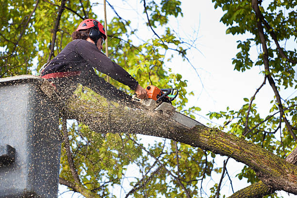 Best Lawn Renovation and Restoration  in Lindstrom, MN